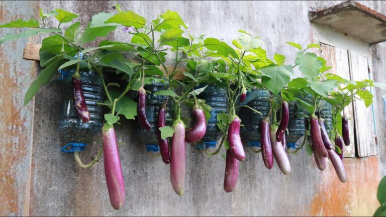 This simple method turns old bottles into abundant eggplant producers…