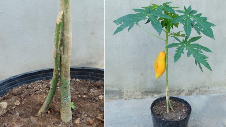 This simple method doubles your papaya yield and transforms your garden…