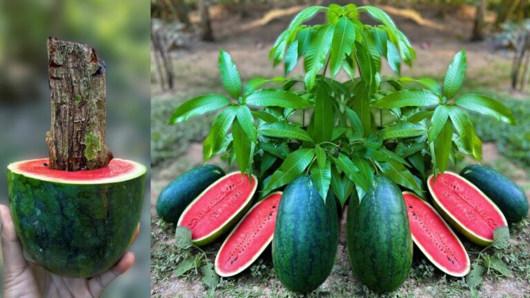 An old trick for growing mango-watermelon trees from scraps you’ll want to try…