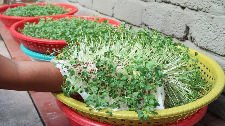 This simple method transforms your kitchen scraps into a thriving sprouts garden…