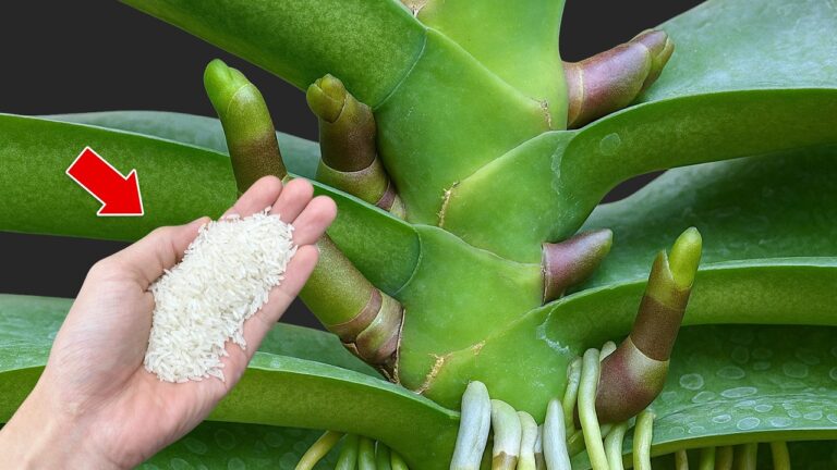 5 Secrets to Help Your Orchid Bloom Year-Round with New Roots