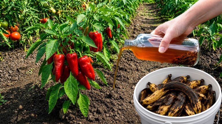 5 Surprising Uses for Banana Peels to Boost Your Tomato & Pepper Harvests!