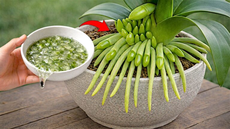 Root & Bloom Orchids 100x Faster with These Simple Tips! Discover the Secret Inside!