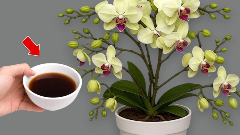 Revive Your Orchid: 1 Simple Bottle to Boost Blooming Success!