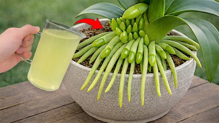 7 Lemon Hacks to Make Your Orchids Bloom Like Never Before!
