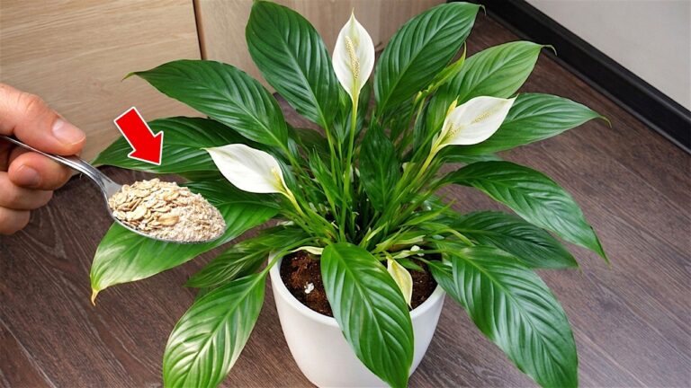 Unblock Stagnant Plants with Just 1 Spoonful – Discover This Grower’s Secret!