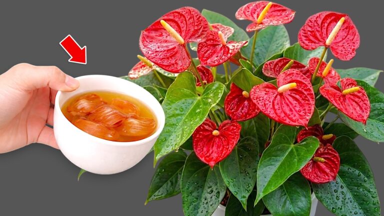 Grow Stunning Anthuriums: 1 Cup a Week for Year-Round Blooms!