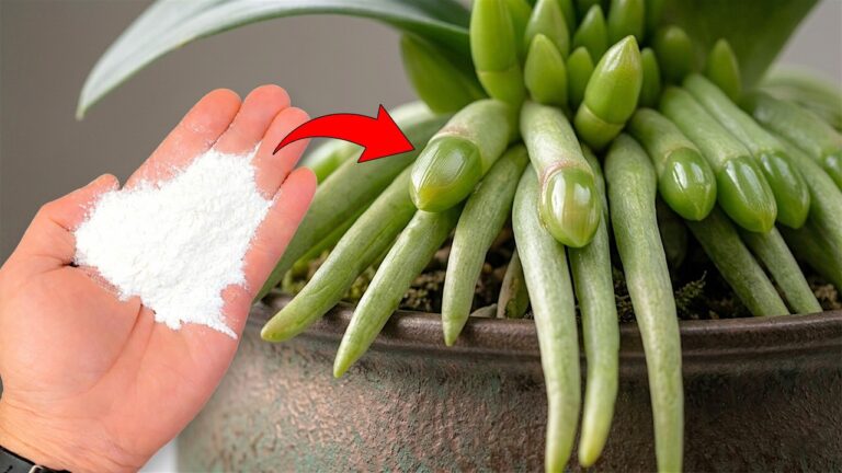 Grow Beautiful Orchids: 7 Tips for Stunning Roots and Blooms Every Week!