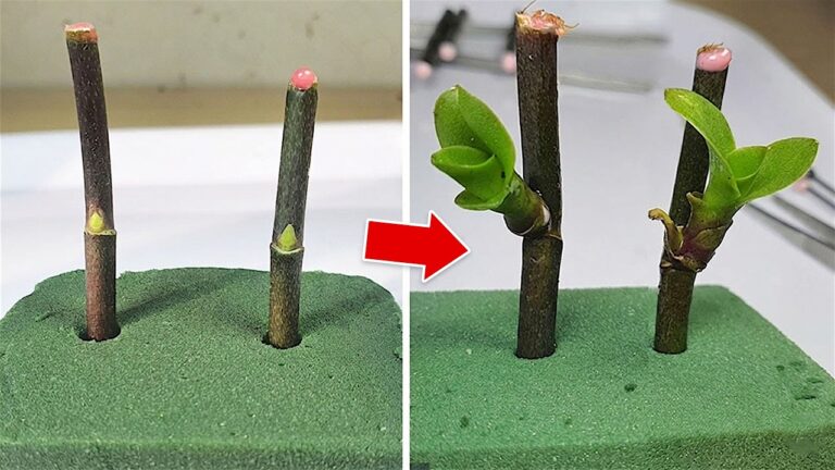 Grow Orchids Forever: 5 Simple Steps with Garlic You Must Try!