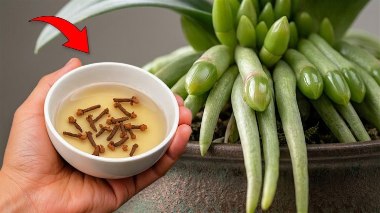 Discover 5 Secrets to Make Orchids Bloom Year-Round with This Simple Method!
