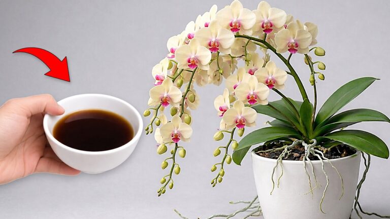 4 Season Guide: How Coffee and Orchids Can Transform Your Home Decor