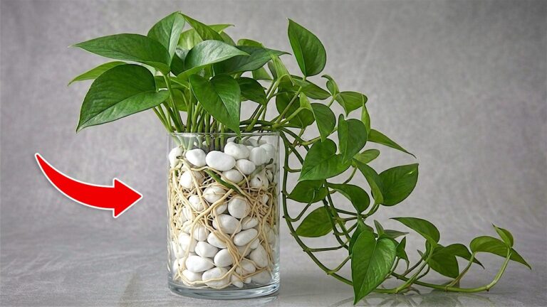 6 Amazing Tips to Grow Pothos with This Soil-Free Method for Faster Roots and Blooms!