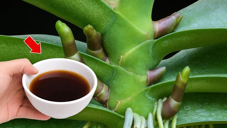 Boost Your Orchids: 5 Tips for New Roots and Blooms in Just 1 Cup a Week!
