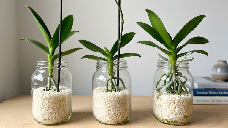 Grow Roots & Blooms: 5 Tips to Make Orchid Leaves Thrive with Just Rice! 🌱✨