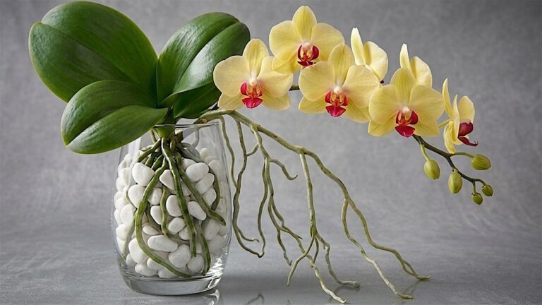 Grow Orchids: 5 Secrets for Fast Rooting and More Blooms!