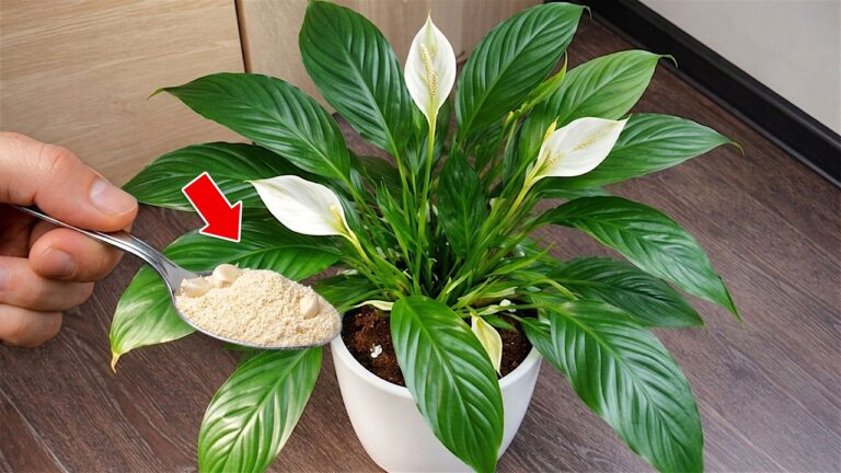 One Spoon to Create 100+ Beautiful Flowers – Discover the Magic of Any Plant!