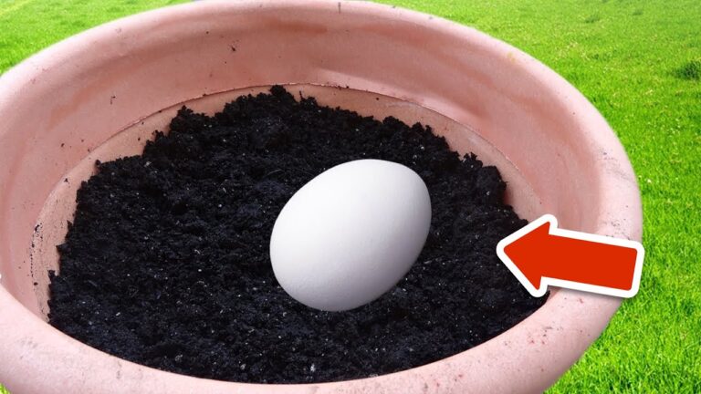 Discover 5 Surprising Benefits of Burying an Egg in Your Plant Soil! 🌱✨