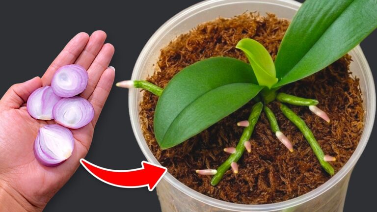 Revive Your Orchids: 1 Simple Bottle for Year-Round Blooms and Healthy Roots!