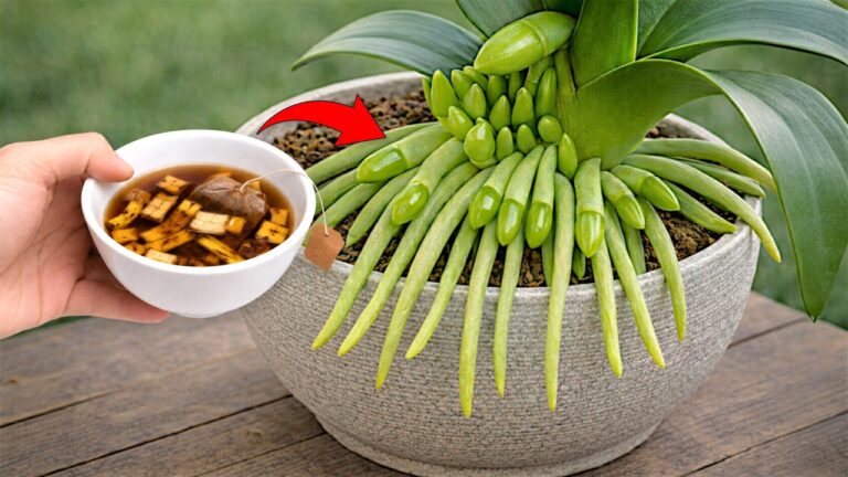 Boost Your Orchid: 7 Tips for Year-Round Blooming Success!