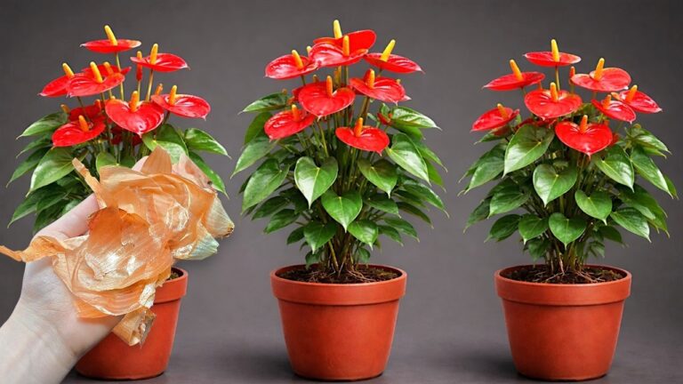 10 Tips for Growing Fast-Blooming Anthuriums Year-Round!