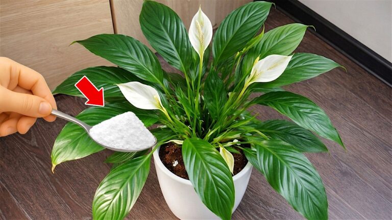 Revive Your Spathiphyllum: 1 Teaspoon to Make Even a Dead Flower Bloom Again!