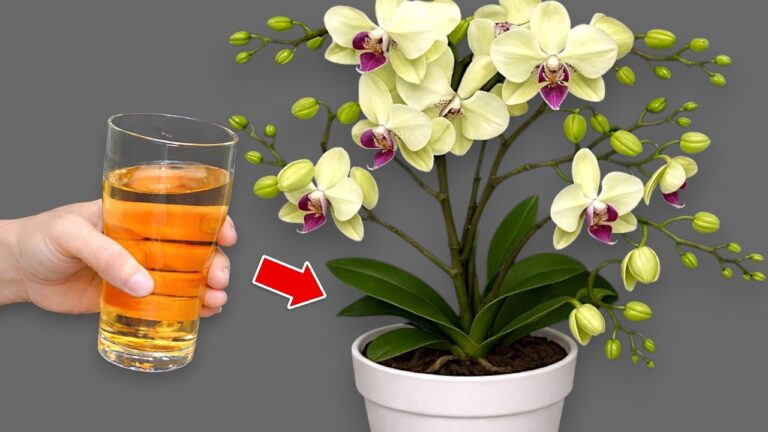 Make Your Orchids Bloom Year-Round with This 1 Simple Application Method!