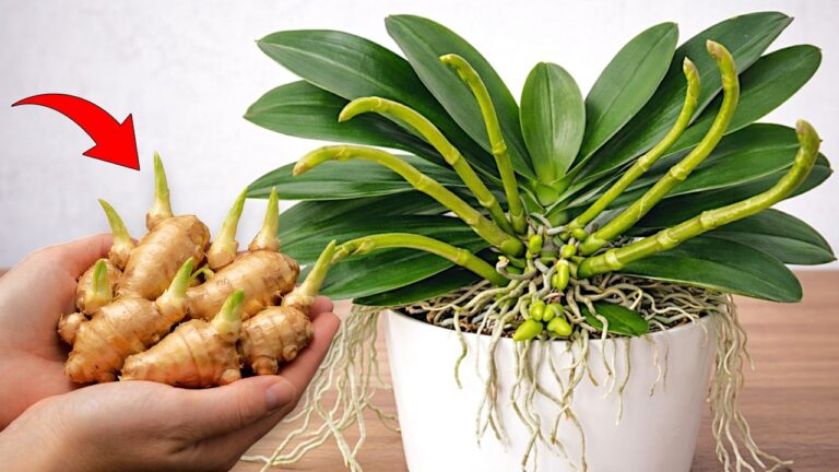 5 Tips to Use Ginger Root for Stronger Cold-Hardy Orchids