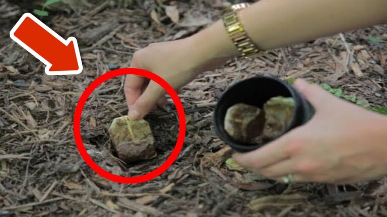Discover 5 Incredible Benefits of Burying Tea Bags in Your Garden!