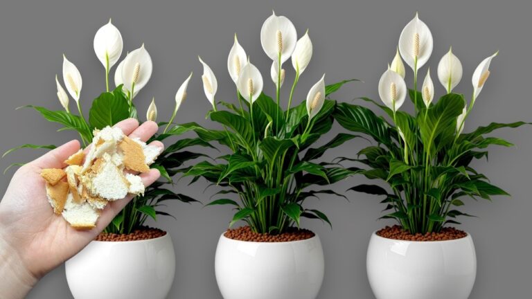 Transform Your Garden: 5 Tips to Make Plants Bloom Like Never Before!