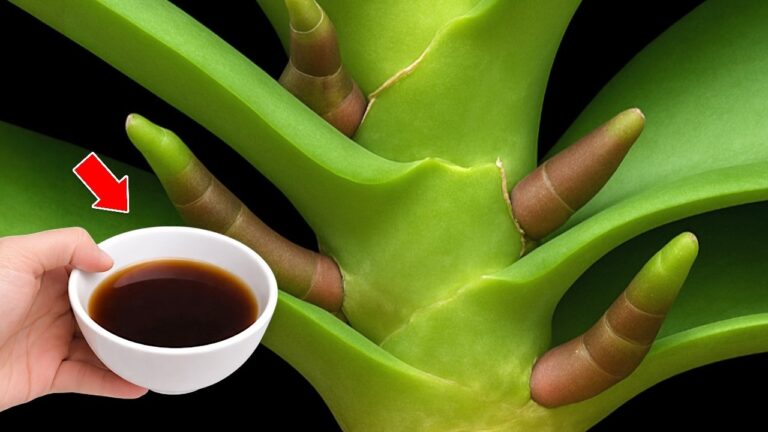 Grow Orchids Fast: 1 Cup a Week Creates 1001 New Roots and Flowers!