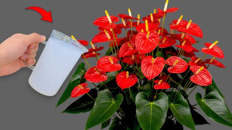 Transform Your Plants: 1 Glass That Boosts Flower Power Instantly!