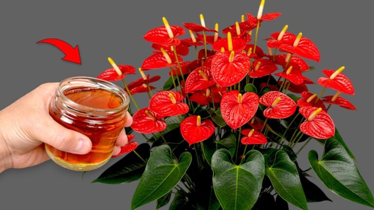 Discover 5 Flower Tips to Enjoy Blooms Every Season with Just One Cup a Week!