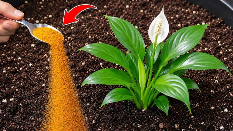 Transform Your Garden: 1 Glass for Blooming Flowers on Any Plant!
