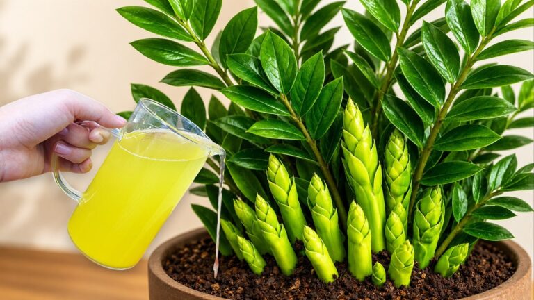 10 Essential ZZ Plant Care Tips for Thriving Houseplants