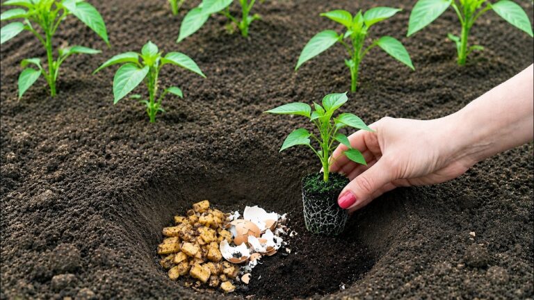 5 Secret Tips for Planting Peppers Like a Pro and Boosting Your Harvest