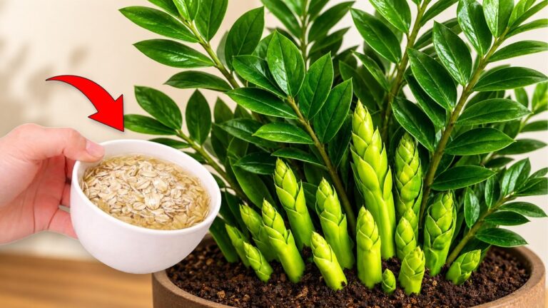 Unlock Stuck Zamioculcas with Just 1 Spoon: 5 Easy Grower Tips! 🌱
