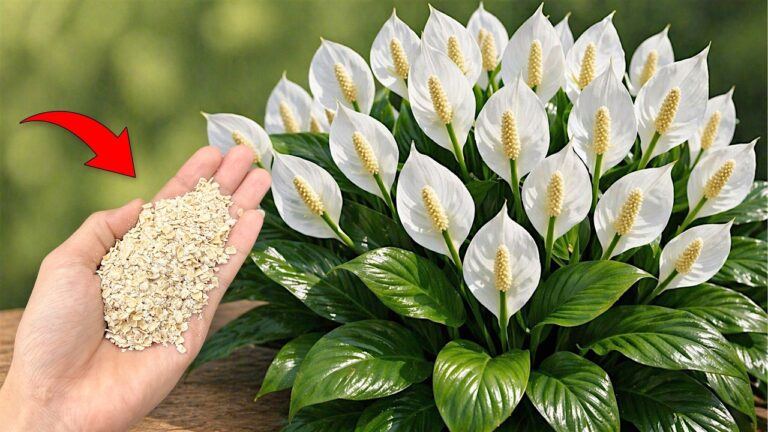 One Teaspoon for Thriving Plants: Unlock Amazing Flowers with This Simple Trick!