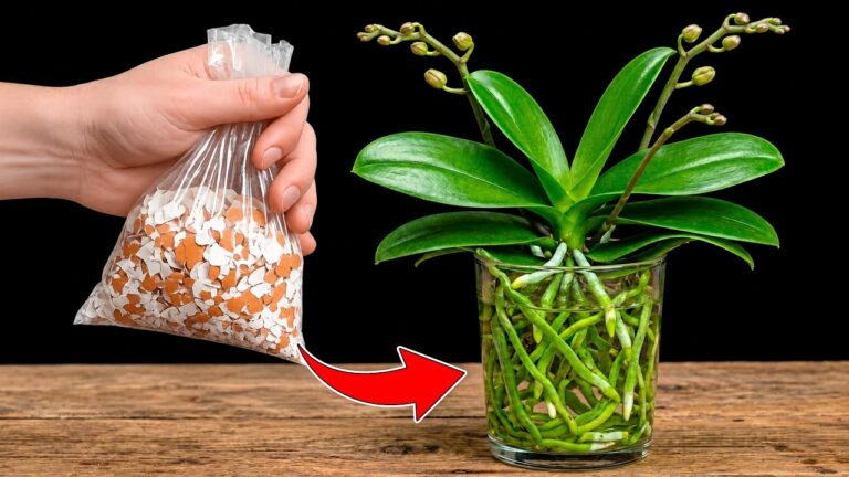 5 Steps to Grow Orchids with Eggshells & Rice for Strong Roots in Water