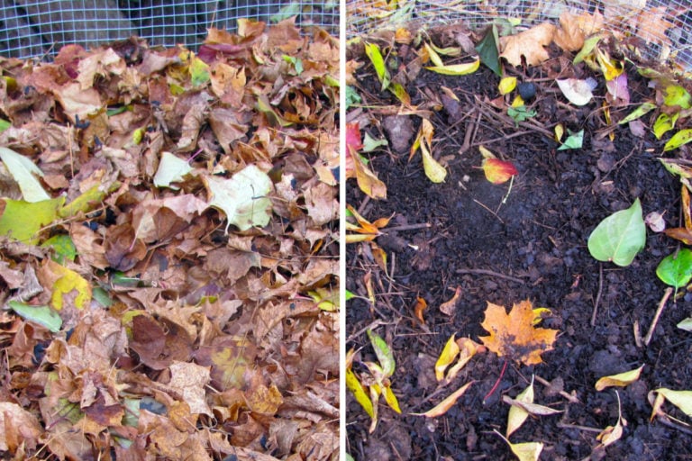 5 Tips for Rapidly Accelerating Your Leaf Mold Pile
