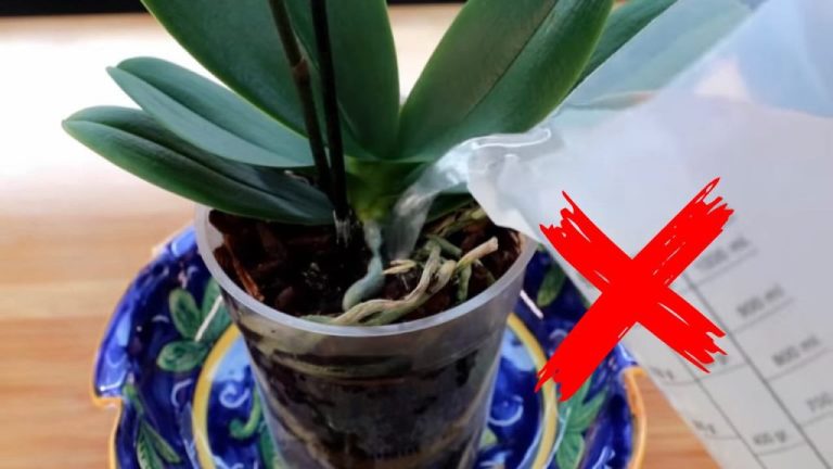 Stop Doing This to Your Orchid: It Will Die in Days