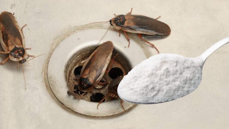 Get Rid of Cockroaches for Good with Just a Handful of Tricks