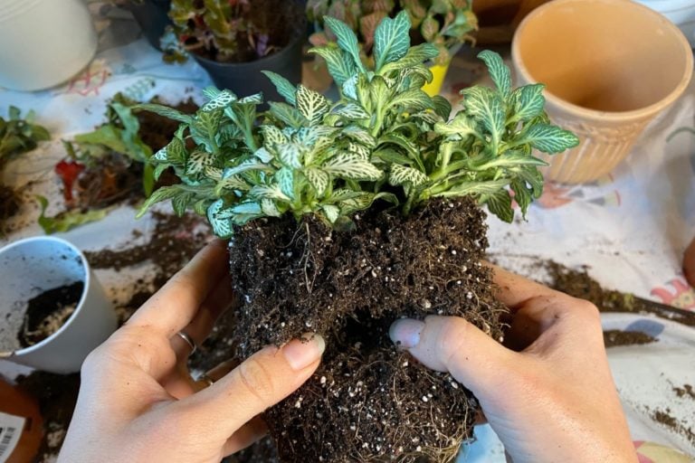 Master Fittonia Care: Propagate the Stunning Nerve Plant Easily