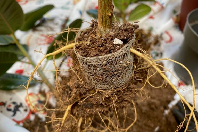 The Essential Guide to Checking Your Houseplants for Root Mesh Issues