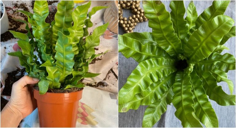 How to Care for the Popular ‘Crispy Wave’ Fern at Home