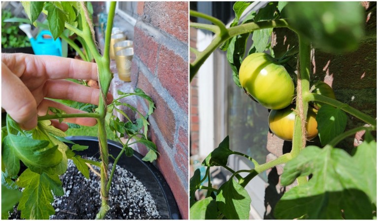 Growing Espalier Tomatoes: My Ultimate Secret to a Thriving Harvest