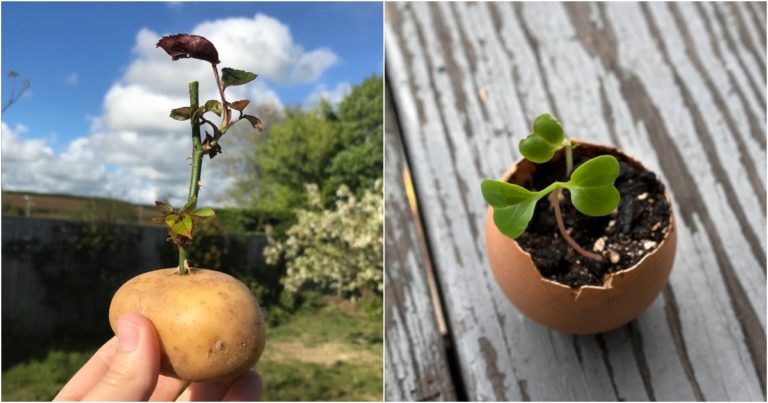 5 Gardening Hacks from Social Media That Are a Waste of Time