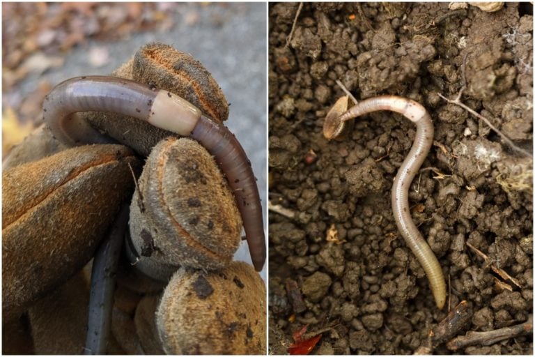 Conquering Jumping Worms: Your Ultimate Guide to Garden Defense