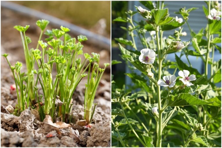 6 Compelling Reasons to Plant Marshmallow in Your Garden