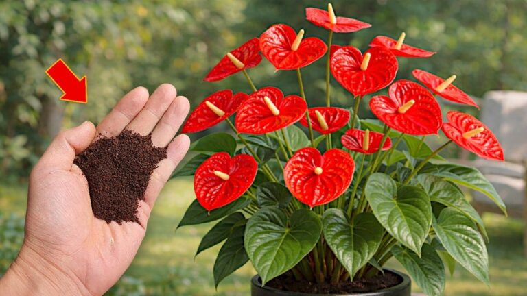 Sprinkle 1 Teaspoon for Year-Round Blooms: Discover 7 Flower-Filled Tips!