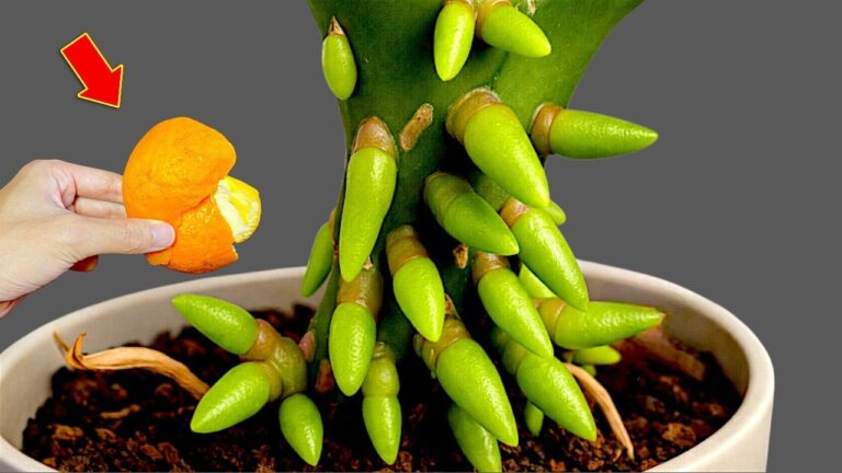 Transform Your Orchid: 5 Secrets to Boost Roots and Blossoms Fast!